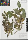 Foto von Salix glabra Scop.